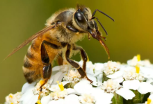 Photo of Pse bletët prodhojnë mjaltë? 7 sekrete nga bota e bletëve