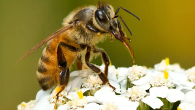 Photo of Pse bletët prodhojnë mjaltë? 7 sekrete nga bota e bletëve