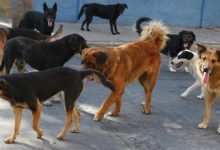 Photo of Sulmohet nga një qen endacak 48 vjeçari në Gostivar
