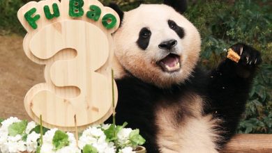 Photo of Mbi 10 panda gjigante do të kthehen në Kinë këtë vit