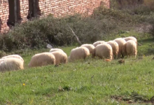Photo of 59-vjeçari nga Forina në hall – ia vodhën delet nga oborri
