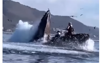 Photo of VIDEO/ Balena gëlltit dy vajza në Kaliforni dhe më pas i nxjerr jashtë
