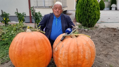 Photo of Kunguj gjigandë në Cërvicë të Kërçovës! Axha Zenel i gatshëm ta dhurojë farën, tregon se si i kultivoi