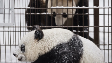 Photo of S’ka para për t’i mbajtur, kopshti zoologjik në Finlandë i kthen pandat në Kinë
