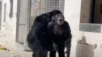 Photo of Shimpanzeja më e moshuar në botë jeton në Kopshtin Zoologjik të Shkupit