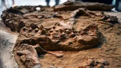 Photo of Shkencëtarët në Peru zbulojnë një fosil krokodili, 12 milionë vjet të vjetër