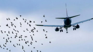 Photo of Sa të rrezikshme janë goditjet e zogjve gjatë fluturimit të një aeroplani?