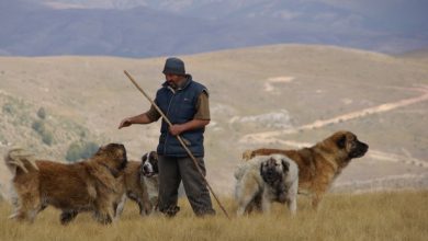Photo of Kulloste delet në Sellarcë të Tetovës, dëgjon disa të shtëna e më pas vëren se qeni i tij ishte vrarë