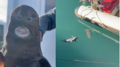 Photo of VIDEO/ Kapet peshkaqeni “Derr” në ujërat e Vlorës