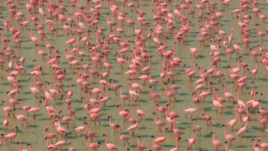 Photo of Publikohen pamje mahnitëse të flamingove në Ind