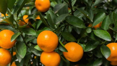 Photo of Mandarinat shqiptare me pesticide, eksperti sqaron: Janë gjetur substanca të…