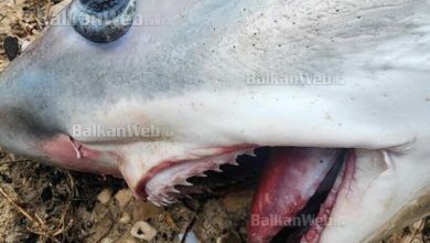 Photo of Peshkaqeni “dhelpër” 3.5 m i gjatë në Orikum, del në breg (VIDEO)