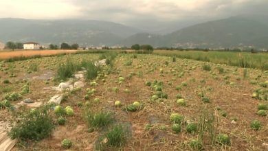 Photo of Bujqit në rajonin e Tetovës ende nuk janë kompensuar për dëmin e shkaktuar nga vërshimet e vitit të kaluar