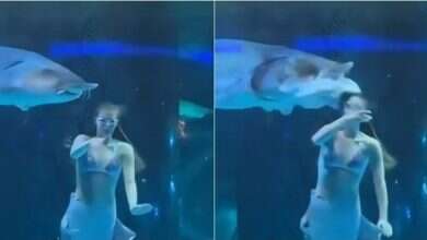 Photo of Incidenti tronditës, “sirena” performuese sulmohet nga një peshk gjigant (VIDEO)