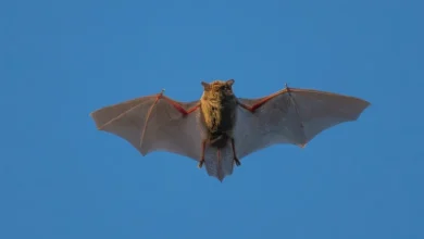 Photo of Kina zbulon koronavirusin e ri, mund të infektojë njerëzit njëjtë si Covid-19