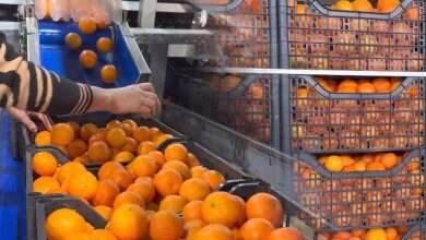 Photo of Shqipëri: Hodhën në treg 21 tonelata mandarina me pesticide që i refuzoi Kroacia, burg për tre të arrestuarit