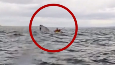 Photo of Babai filmon momentin kur i biri 24-vjeçar gëlltitet nga balena (VIDEO)