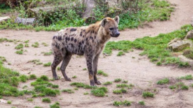 Photo of Hiena me pika, shihet për herë të parë në Egjipt pas 5000 vjetësh