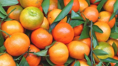 Photo of I ndaloi Kroacia, por i konsumuan shqiptarët/ Arrestohet fermeri, grumbulluesi dhe inspektori i bujqësisë, 10 ton mandarina toksike dolën në treg