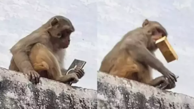 Photo of Majmuni ia vjedh telefonin një personi, i kërkon “ryshfet” që t’ia kthejë mbrapsht – pamjet bëhen virale