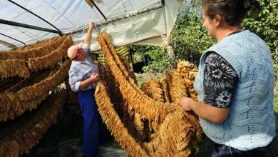Photo of KONTRATAT E REJA ULIN FITIMIN! Duhani, kompanitë dorështrënguara