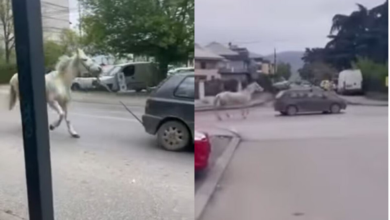 Photo of Policia e ka gjetur shoferin e Golf 3, i cili lëvizte nëpër Shkup me kalë të lidhur prapa veturës