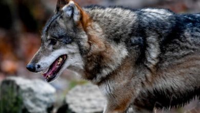 Photo of Mbetjet e ujqërve të vrarë do të ruhen për të studiuar evolucionin e tyre