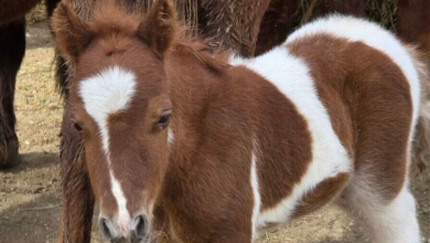 Photo of Kopshtit Zoologjik në Shkup i shtohet edhe një mëz poni! Autoritetet: Për 30 ditë kemi pasur 30 lindje
