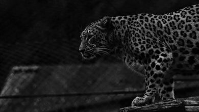 Photo of Kopshti Zoologjik Shkup: Ngordhi jaguar Ines, kishte kancer metastatik dhe tumore të shumta