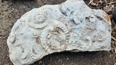 Photo of Djali 7-vjeçar zbulon fosile të periudhës Jurassic në kopshtin e tij