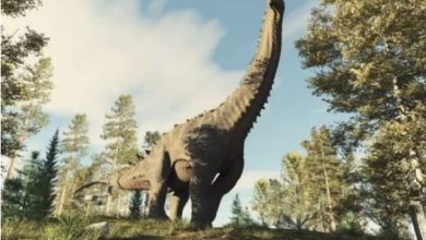 Photo of Fosili 70 milionë vjeçar i dinozaurit më të madh të Amerikës së Veriut zbulohet në Teksas