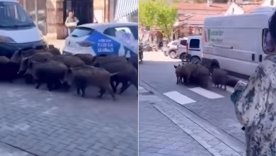 Photo of Derrat e egër zbresin në qendër të Fethiye: Një pamje e jashtëzakonshme në qytetin turk
