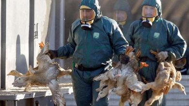 Photo of Gripi i shpendëve nuk e lë rahat Shqipërinë, Asgjësohen gati 500 mijë pula të ngordhura
