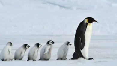 Photo of Sekretari amerikan i Tregtisë: Pinguinët nuk janë rastësisht në listën tarifore