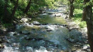 Photo of Reshje shiu, lumi Markovë në Batincë të Shkupit del nga shtrati
