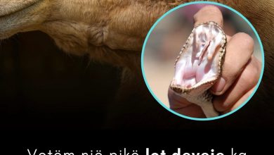 Photo of Një lot i deves ka fuqinë për neutralizuar helmin e 26 gjarpërinjëve