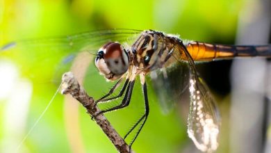 Photo of Insektet po zhduken në mënyrë dramatike dhe kjo përbën një kërcënim për të gjithë ekosistemin