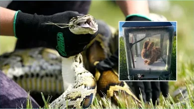Photo of Revolucioni i robotëve në Florida: Si lepujt mekanikë po luftojnë gjarpërinjtë gjigantë