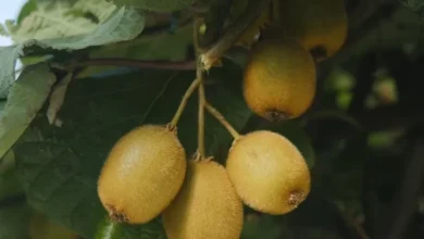 Photo of Kivi shqiptar bëhet eksporti i ri i artë, fermerët e Elbasanit e shesin para se të vjelin