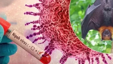 Photo of Shpërthimi i virusit vdekjeprurës, rrezik nga epidemia/ Azia merr masa ndaj virusit Nipah