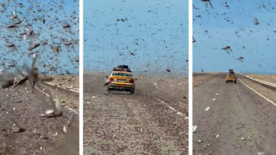 Photo of Panik për shoferët në Sahara, tufa karkalecash “pushtojnë” rrugën (VIDEO)