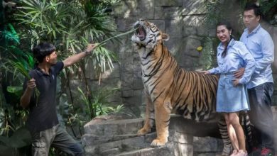 Photo of Ngordhin 72 tigra në parkun turistik tajlandez, nisin hetimet