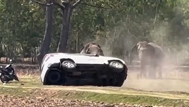 Photo of Momente paniku/ U ndërpre gjatë çiftëzimit, tërbohet elefanti, sulmon kujdestarin e tij dhe shkatërron një automjet