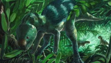 Photo of Një specie e re dinosauri e vogël është zbuluar në Spanjë