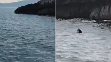 Photo of Pamjet unike! Foka mesdhetare dhuron spektakël në brigjet e Parkut Karaburun-Sazan