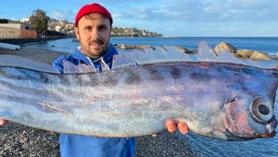 Photo of Foto/ Një peshk i rrallë nxirret nga ujërat në një plazh në Siçili, kjo specie jeton në thellësinë nga 200 deri në 1.000 metra
