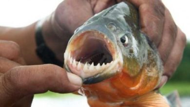Photo of Piranjat sulmojnë disa persona në një plazh në Argjentinë, 40 të plagosur