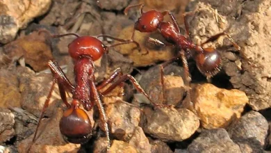 Photo of Tregti e paligjshme me milingona në Kenia me shifra të çuditshme, mbretëreshat shiten qindra dollarë