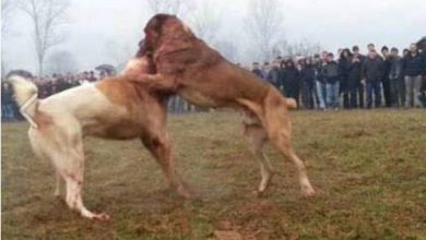 Photo of Zbardhet rasti i organizimit të përleshjeve me qen në Kamnjan, arrestohet edhe një person