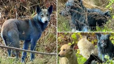 Photo of Ujqërit e Çernobilit: Mutacioni që po mposht kancerin